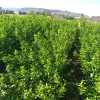 نارنگی|گل و گیاه طبیعی|عنبرآباد, |دیوار