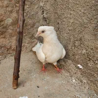 سفید اراکی نر اصیل