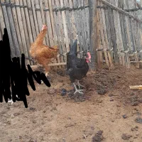 یه مرغ چابهاری ویک مرغ محلی