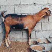 کهره جمولی اوس ۳ماه نیم در خونه ای