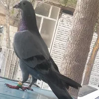 قیمت