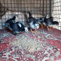 جوجه گلین ریشو