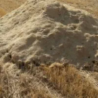کاه گندم دیم خورد خورد