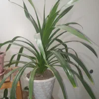 گل اشک ملکه