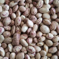 لوبیا چیتی درجه
