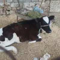 گوساله دو قلو