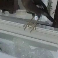 مرغ مینا