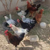 مرغ و خروس