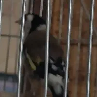 دوعذذ سهره