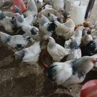 جوجه برهما