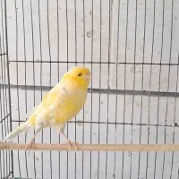 ۶عدد قناری سوپری درشت همه صاف