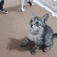 واگذاری بچه گربه
