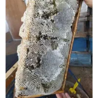 عسل گشنیزبا عطر و طعم بالا