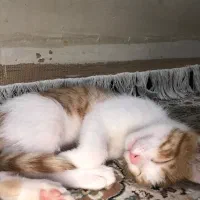 واگذاری گربه
