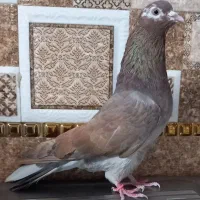 کبوتر گرفتنی ۲۰طوق