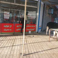 گوشت گوساله نر جوان
