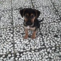 فروش سگ ژرمن ۳ ماهه