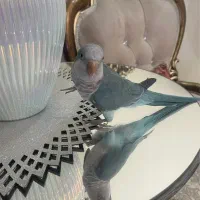 راهب ابی