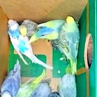 جوجه مرغ عشق