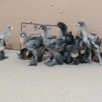 جوجه 1 ماهه برهما بلو بلک