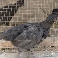 جوجه کاکلی