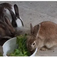 خرگوش