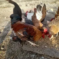 مرغ و خروس و سیکا و بوقلمون