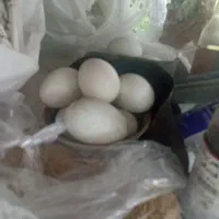 تخم قوغاز آفریقایی نطفه داربشرط