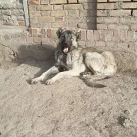 توله سگ 9 ماهه  نژاد دار