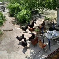 مرغ و خروس محلی