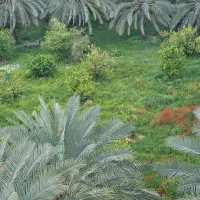 نیازمند نگهبان