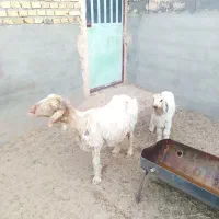 میش دوقلوزا