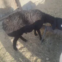 بره نر