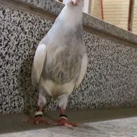 الماسی صربی/زیره سر پر زرد/ جوجه برای دستی کردن