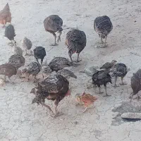 بوقلمون