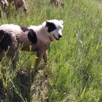 سگ گله قوچ بره میش بز
