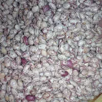 لوبیا چیتی بوجاری شده سراب