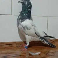 کبوتر پرشی