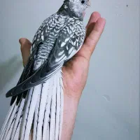 عروس هلندی ایزابلا ماده فول فول اهلی