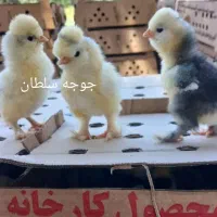 مرغ یک‌روزه ، جوجه یک روزه