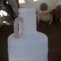 شیر پر چرب (بز)