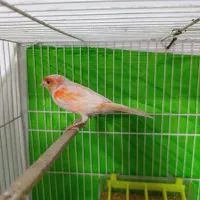 قناری موزاییکی اورجینال سرخ نرمست و جوجه قناری