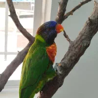 طوطی لوری چلوندنی