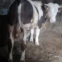 گاونر گوشتی