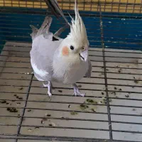 عروس ماده