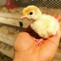 فروش بوقلمون بیوتی/ یکماهه یکروزه/خدمات|حیوانات مزرعه|تهران, فرودگاه مهرآباد|دیوار