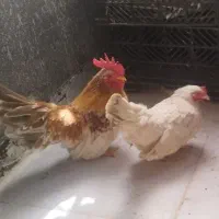 مرغ و خروس مینیاتوری نژاد ژاپنی