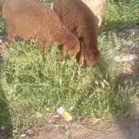 بره نر وماده علف خور قیمت ۲۷۵۰۰