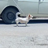 سگ پاکوتا