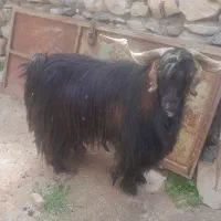 بز نر